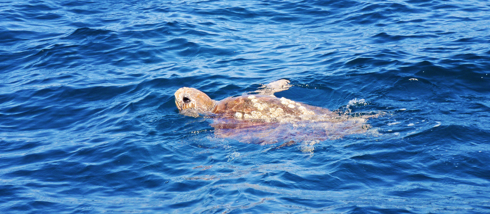 Sea Turtles – Time and Tide Fishing Charters